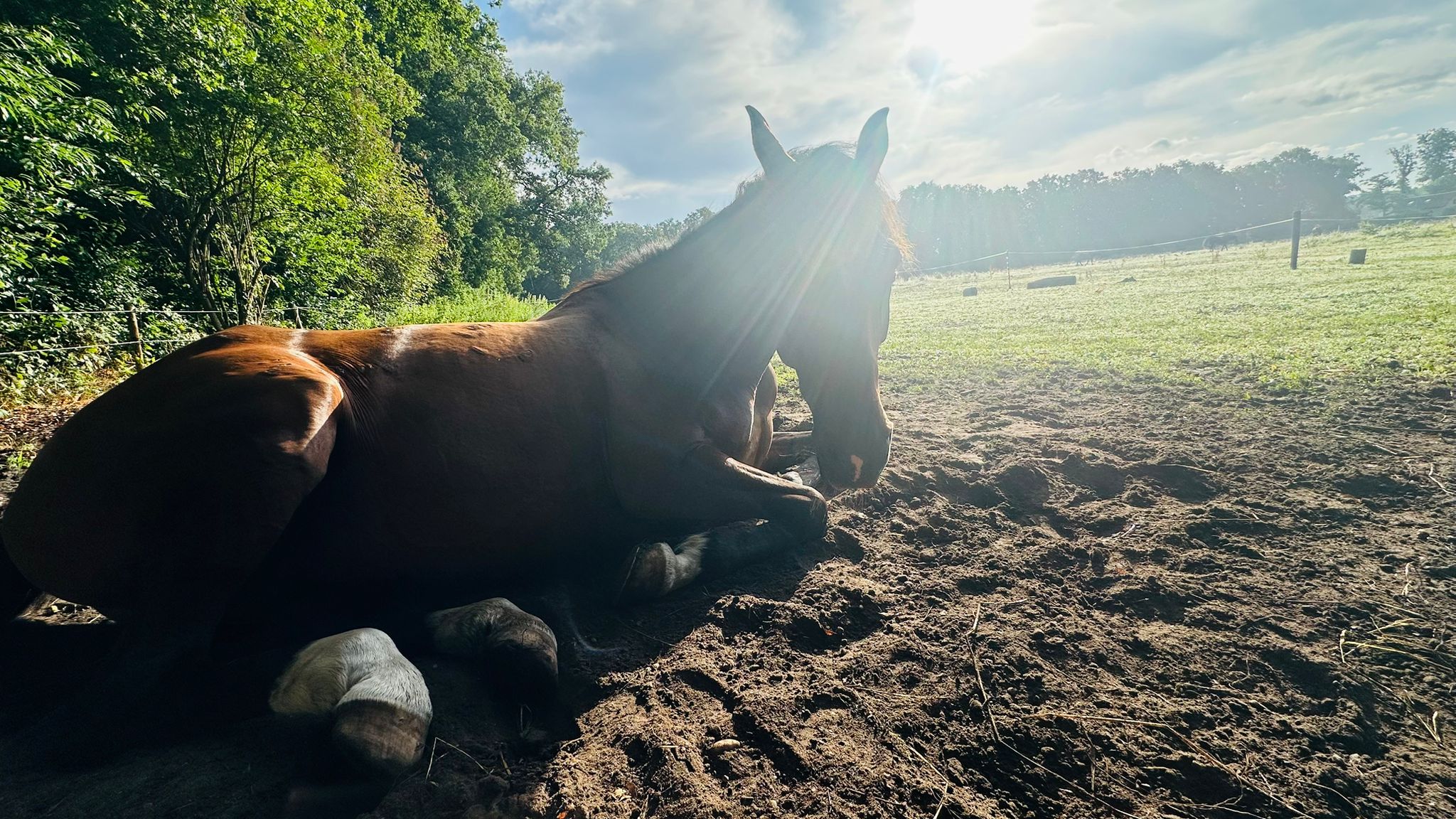 Paarden als spiegels over leiderschap, afstemming, grenzen en aanwezigheid